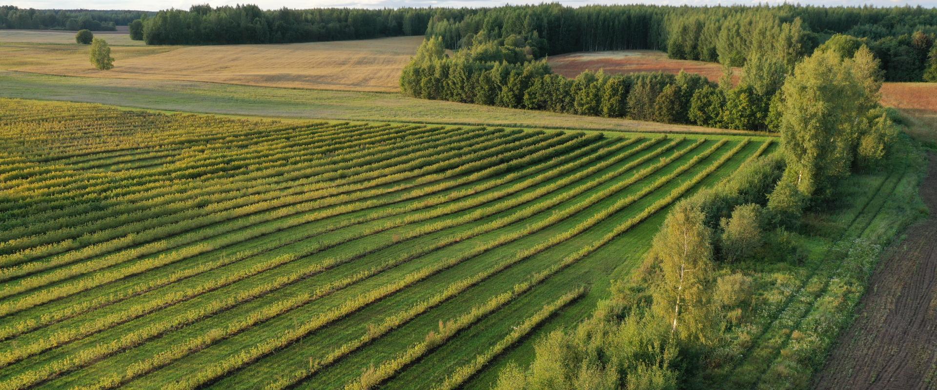 black currant fields in southern estonia